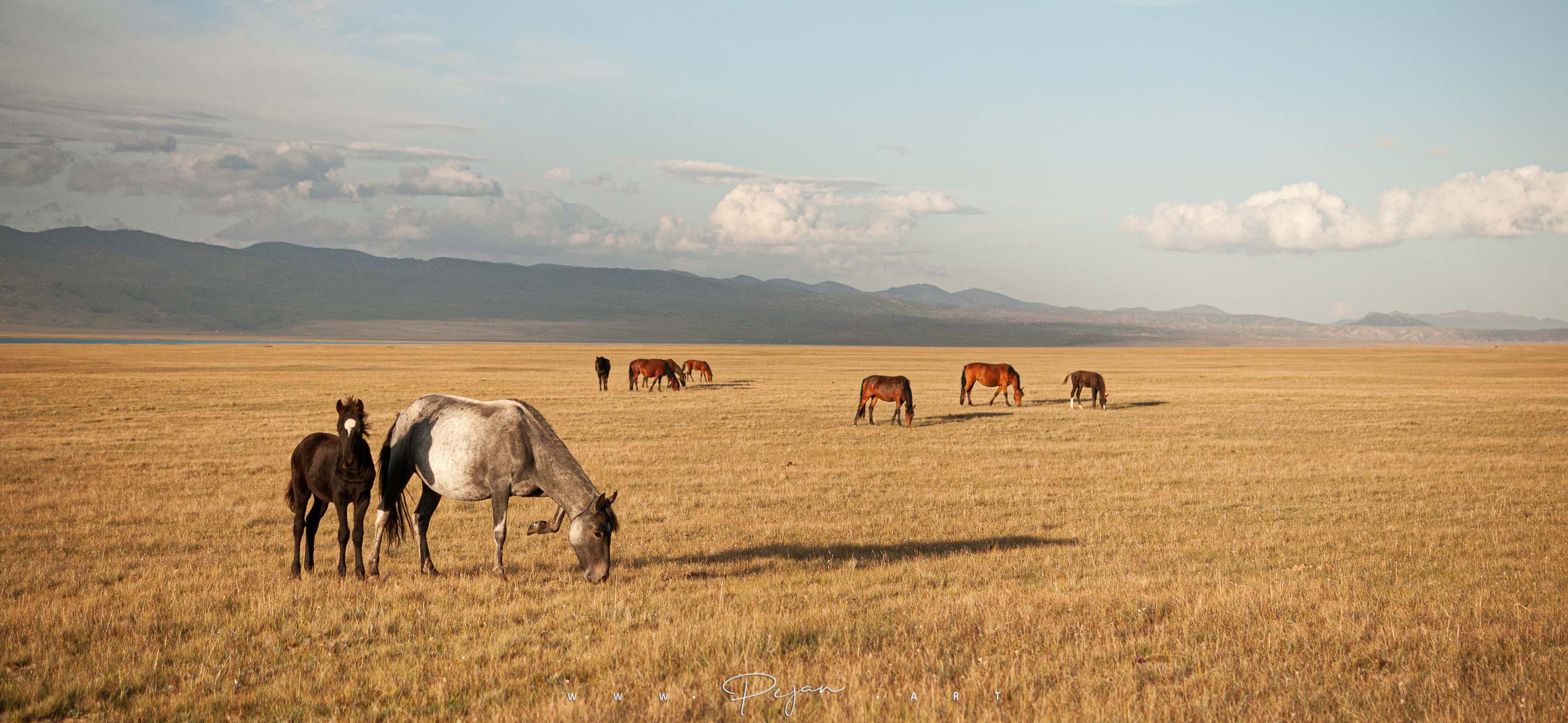 Une certaine idée de la Liberté - Chevaux à l'état sauvage sous le soleil dans une steppe d'Asie Centrale, Monts Tian Shan, Lac de song Kul, Kyrgyzstan