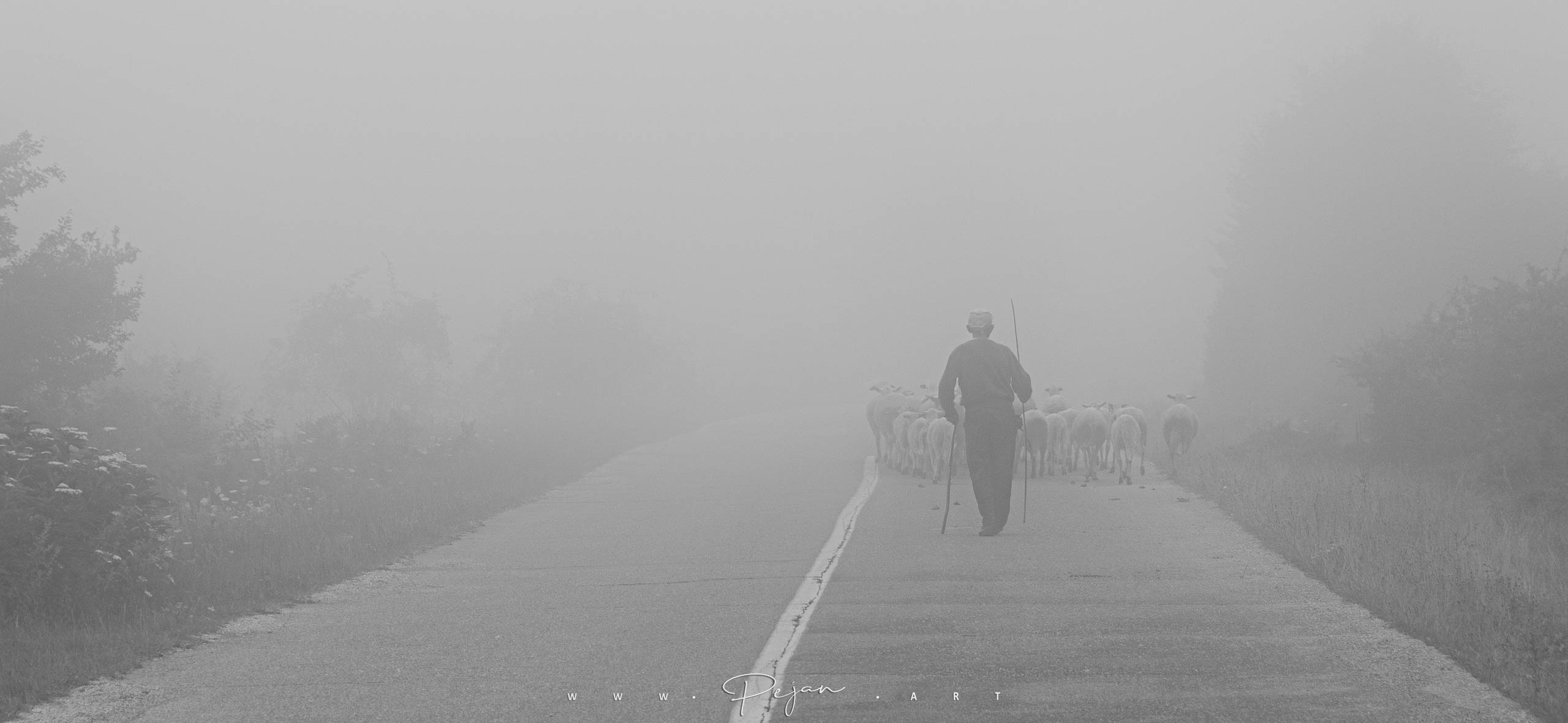 A shepherd and his herd of sheep disappears into the mist on a mountain road in western Serbia, Travel in the Balkans