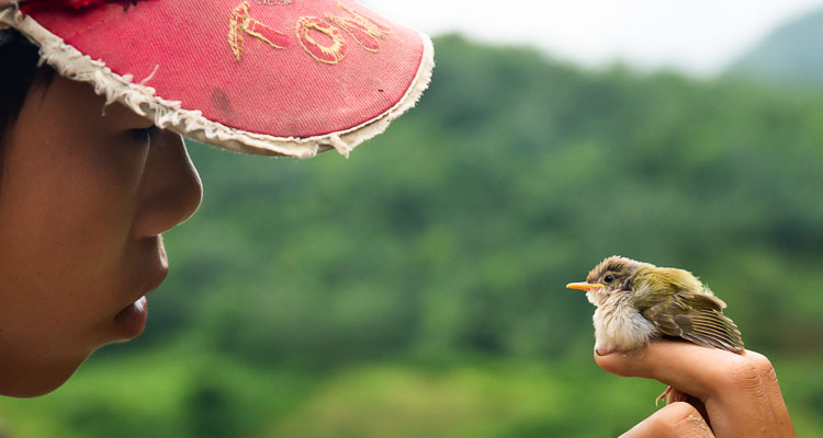 Carnet de voyage au Vietnam - Le garçon et l'oiseau - Portrait d'un garçon qui fixe un oisillon qu'il tient sur sa main, au Nord du Vietnam