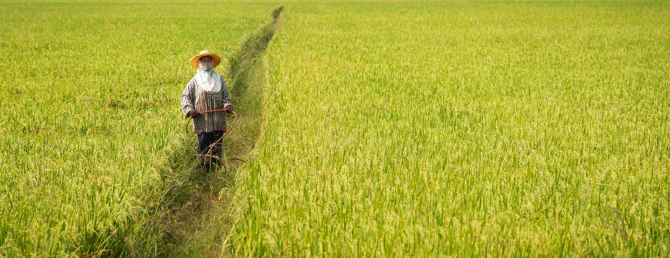 Paysage rural de Thaïlande. Une paysanne dans un champ de riz, non loin de la fameuse rivière Chao Praya.