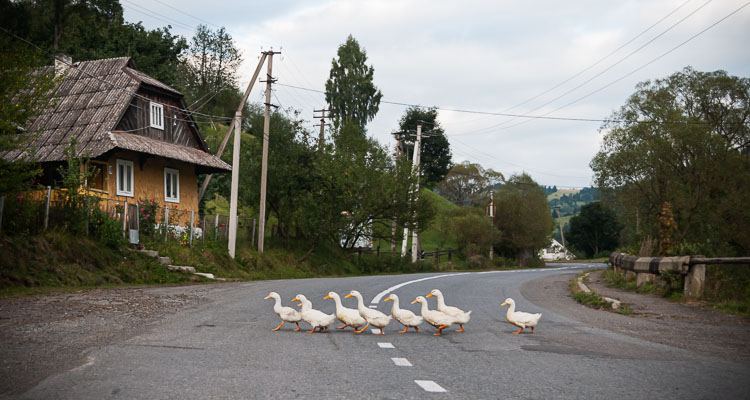 Scène rurale, Des oies traversent une route en file indienne dans un village des Carpates Ukrainiennes, Europe de l'Est