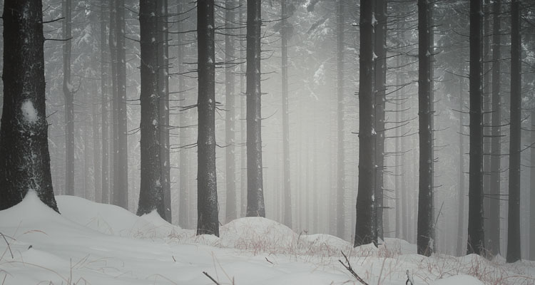 Pine forest in the mist in winter in the north of the Czech Republic, the ground is covered with snow and the whiteness of the mist envelops in cold.