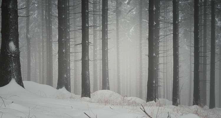 Forêt de pins dans la brume en hiver dans le nord de la République Tchèque, le sol est couvert de neige et la blancheur de la brume enveloppe de froid.