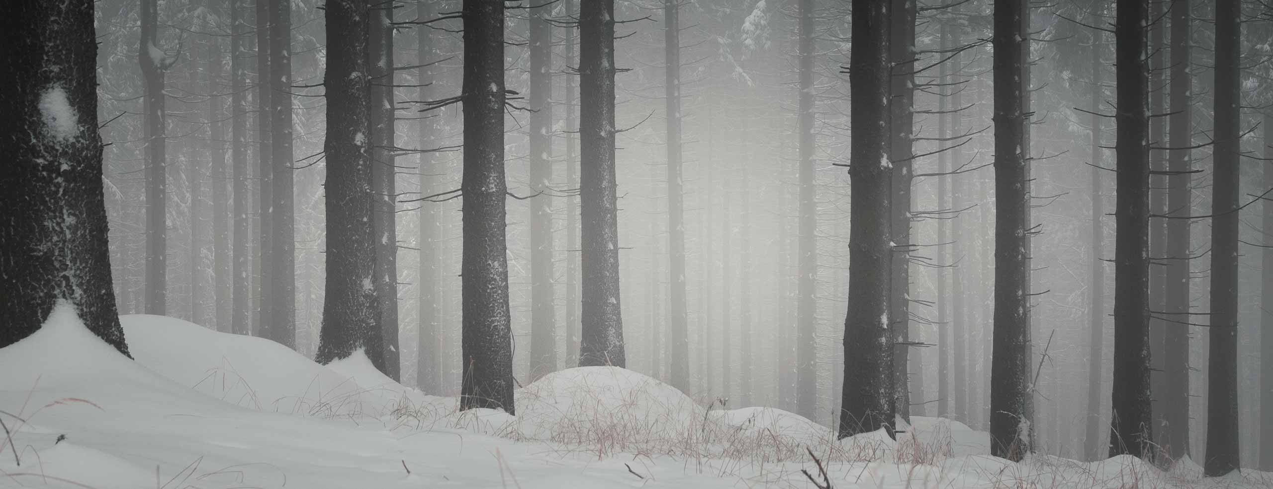 Forêt de pins dans la brume en hiver dans le nord de la République Tchèque, le sol est couvert de neige et la blancheur de la brume enveloppe de froid.