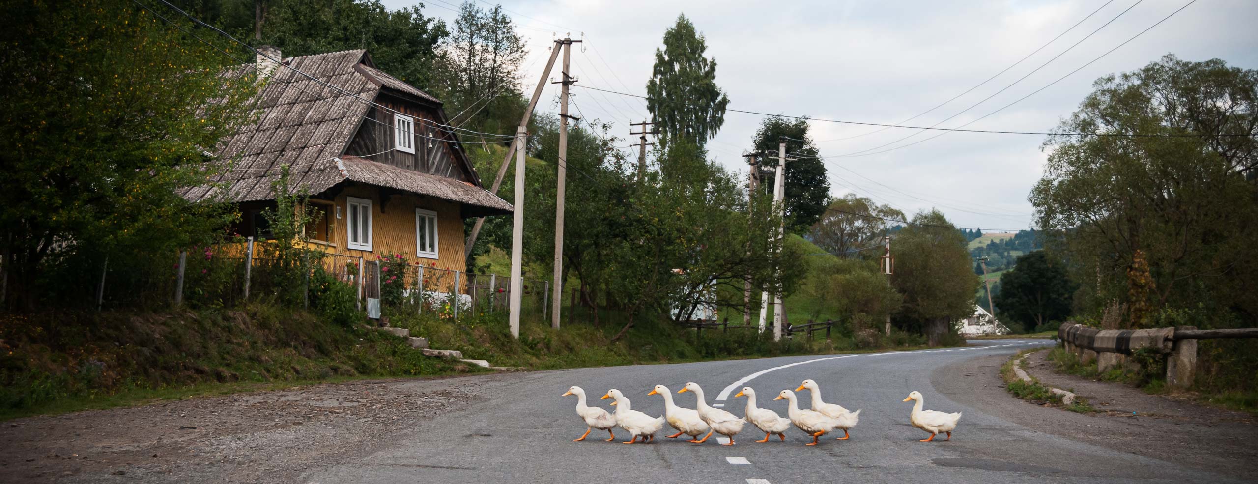 Scène rurale, Des oies traversent une route en file indienne dans un village des Carpates Ukrainiennes, Europe de l'Est