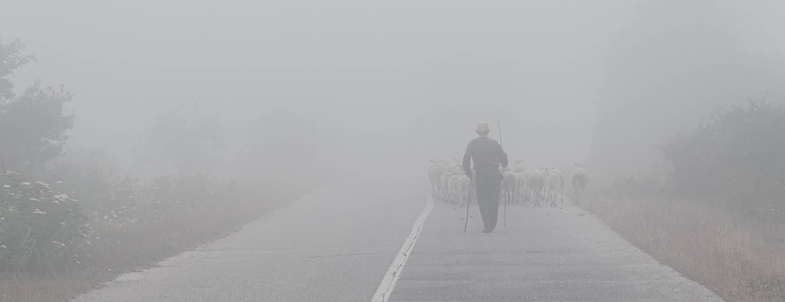 Un berger et son troupeau disparait dans la brume sur une route de montagne en Serbie, Voyage dans les Balkans