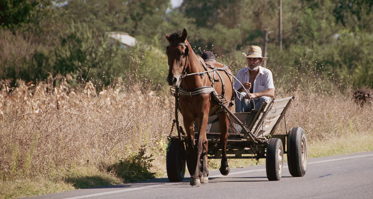 Charrette tirée par un cheval sur les routes de Roumanie. L'homme assis dans la charrette porte un chapeau de paille.
