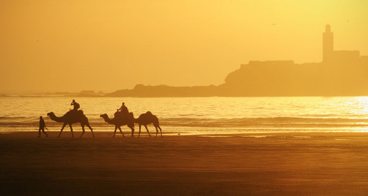 Sunset on Essaouira beach in Morocco, silhouette of camels walking in the foreground, the minaret of a mosque stands out from the orange hues of the sky