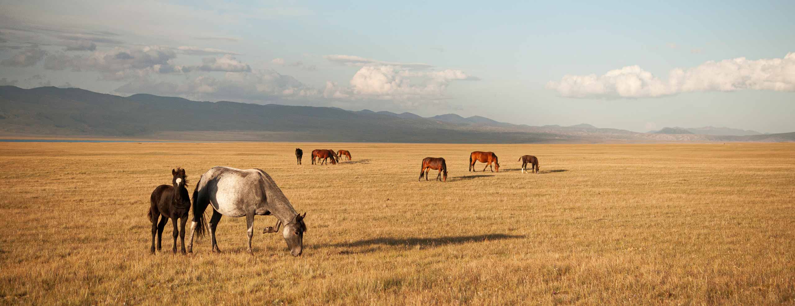 A certain idea of Freedom - Horses in the wild under the sun in a Central Asian steppe, Tian Shan Mountains, Song Kul Lake, Kyrgyzstan