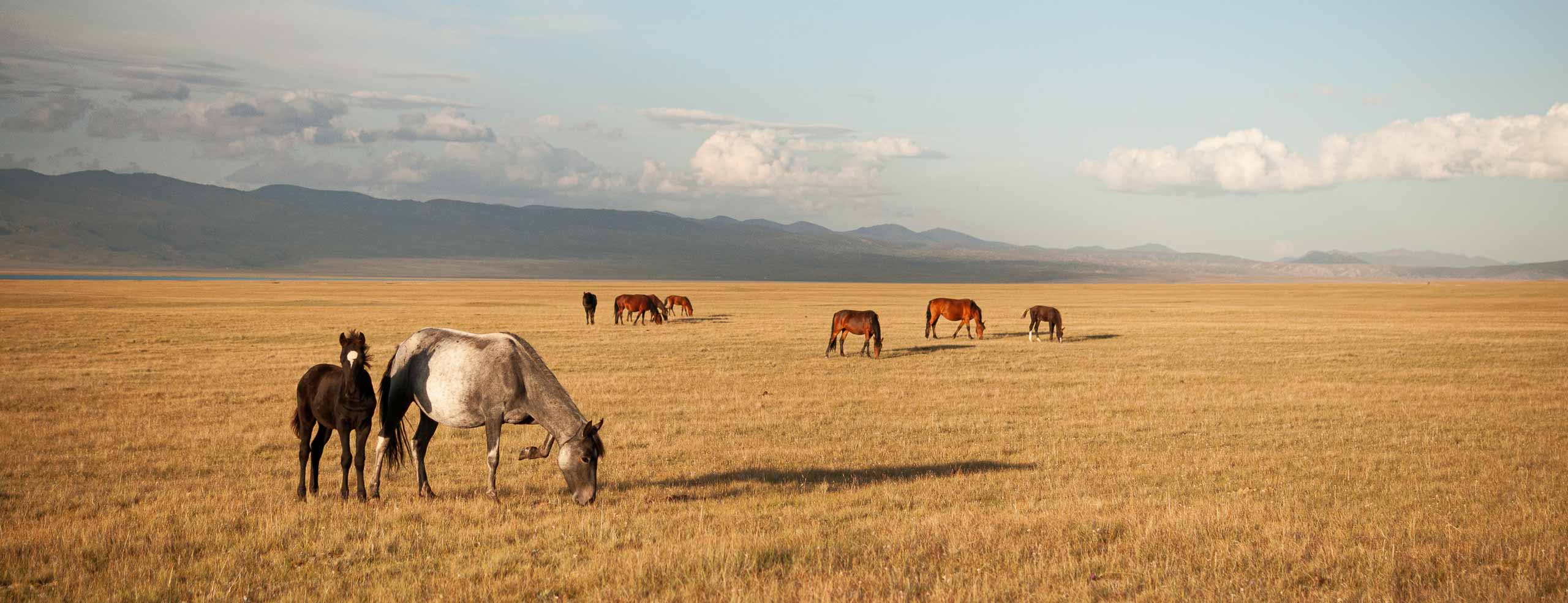 Une certaine idée de la Liberté - Chevaux à l'état sauvage sous le soleil dans une steppe d'Asie Centrale, Monts Tian Shan, Lac de song Kul, Kyrgyzstan