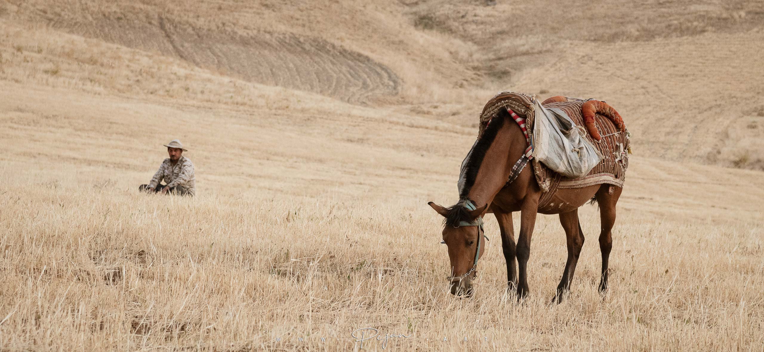 Moment de pause dans la campagne kurde - Un cheval sur les plateaux du Kurdistan Iranien, le propriétaire du cheval est assis en arrière plan